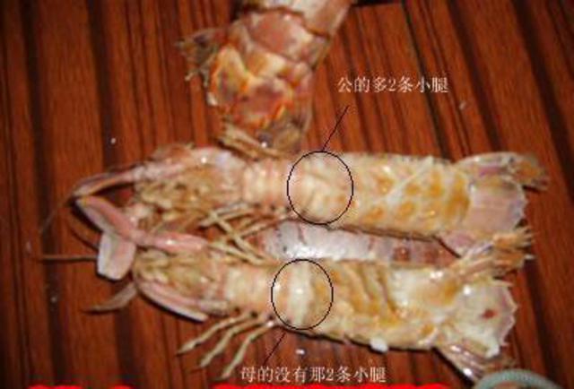 “注胶皮皮虾”视频刷屏 青岛人笑了：不吃别浪费