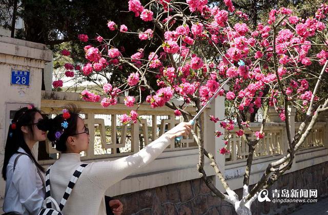 高清:樱花谢了碧桃红 韶关路观赏桃花正当时 高清:樱花谢了碧桃红 韶关路观赏桃花正当时