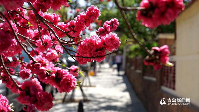 高清:樱花谢了碧桃红 韶关路观赏桃花正当时 高清:樱花谢了碧桃红 韶关路观赏桃花正当时
