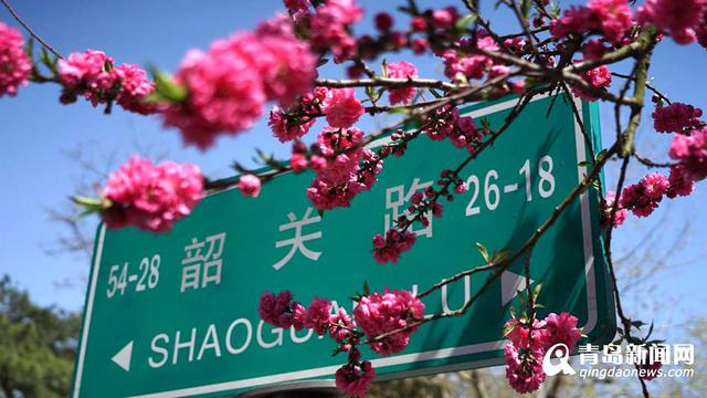 高清:樱花谢了碧桃红 韶关路观赏桃花正当时 高清:樱花谢了碧桃红 韶关路观赏桃花正当时