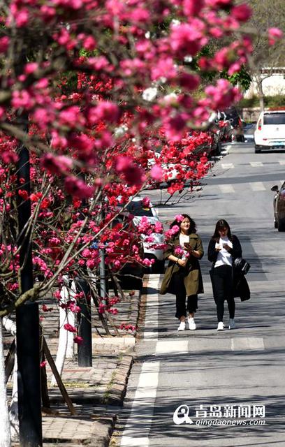 高清:樱花谢了碧桃红 韶关路观赏桃花正当时 高清:樱花谢了碧桃红 韶关路观赏桃花正当时