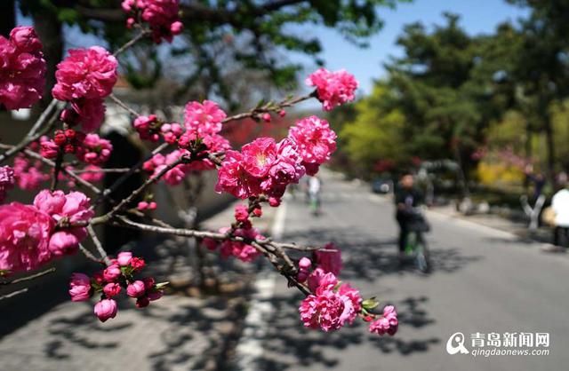 高清:樱花谢了碧桃红 韶关路观赏桃花正当时 高清:樱花谢了碧桃红 韶关路观赏桃花正当时