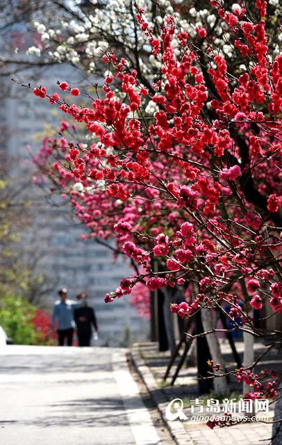 高清:樱花谢了碧桃红 韶关路观赏桃花正当时 高清:樱花谢了碧桃红 韶关路观赏桃花正当时
