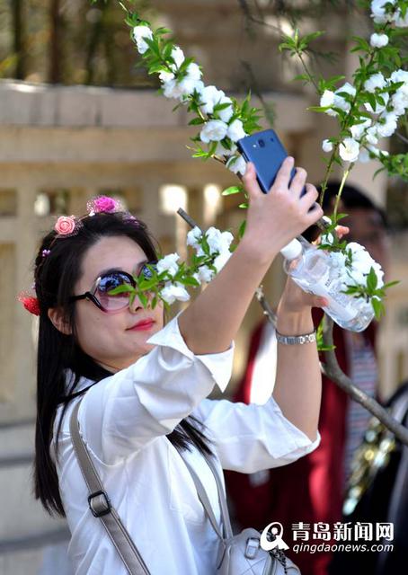 高清:樱花谢了碧桃红 韶关路观赏桃花正当时 高清:樱花谢了碧桃红 韶关路观赏桃花正当时