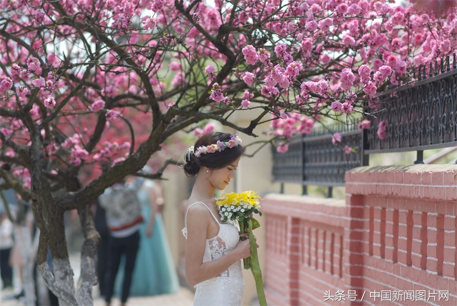 高清:八大关迎来最美花季 准新人扎堆拍婚纱照