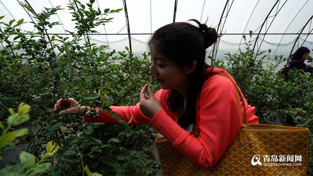 高清:宝山开启蓝莓采摘季 邀你来看大戏评美食