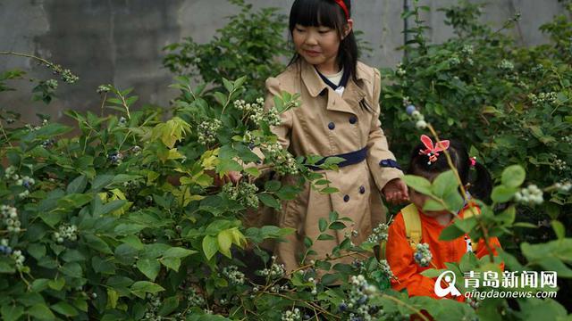 高清:宝山开启蓝莓采摘季 邀你来看大戏评美食
