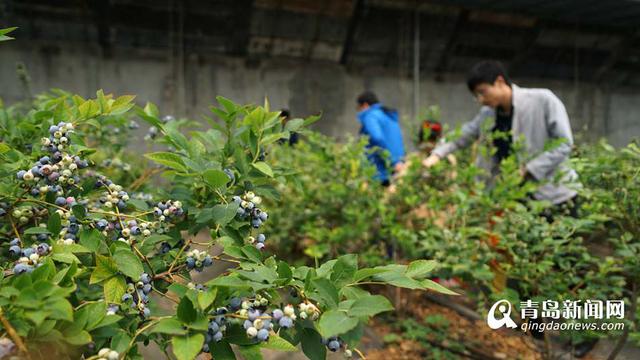 高清:宝山开启蓝莓采摘季 邀你来看大戏评美食
