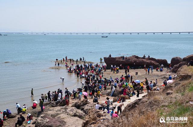 红岛蛤蜊节25日开幕 让你一次过足海鲜瘾