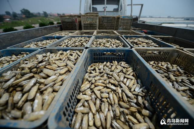 红岛蛤蜊节25日开幕 让你一次过足海鲜瘾