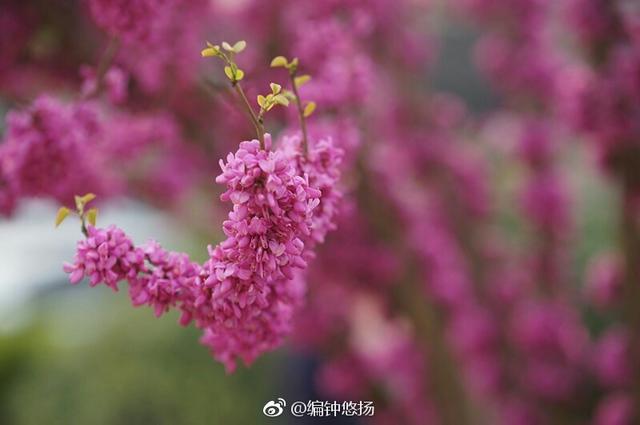 高清：满树繁花竞春光 青岛迎来了紫荆盛花期