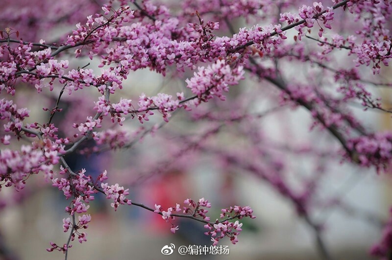 高清：满树繁花竞春光 青岛迎来了紫荆盛花期