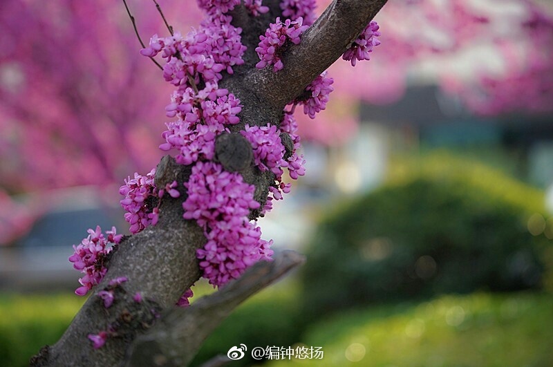 高清：满树繁花竞春光 青岛迎来了紫荆盛花期