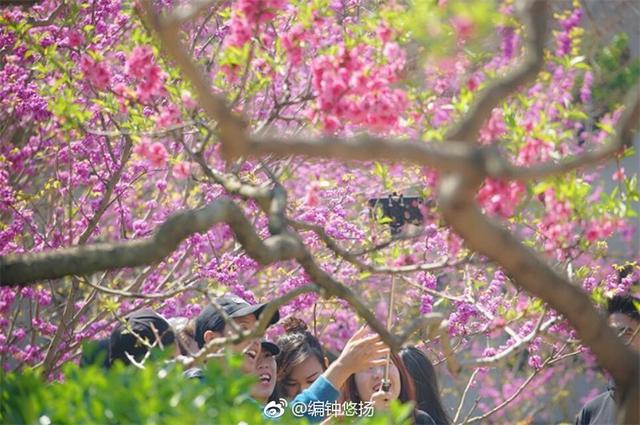 高清：满树繁花竞春光 青岛迎来了紫荆盛花期