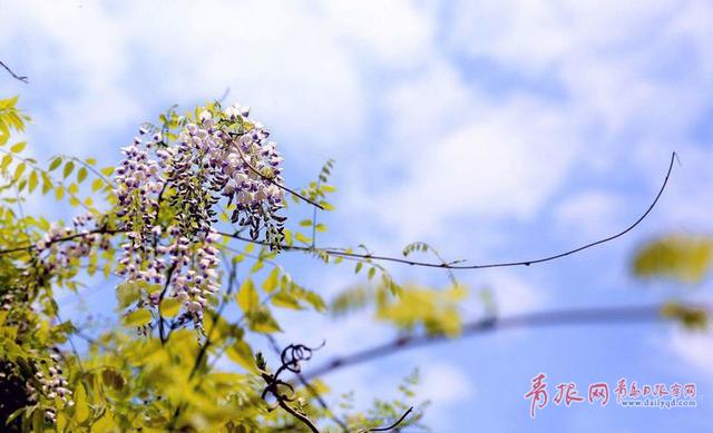 高清:青岛紫藤花儿开！紫色瀑布演绎唯美浪漫