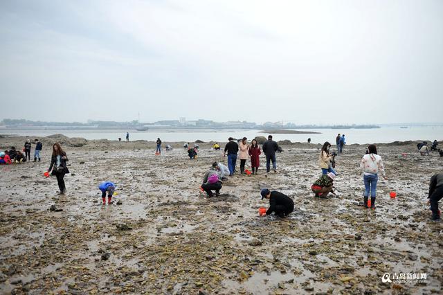五一假期去挖蛤蜊喽 今年的红岛蛤蜊个大味美