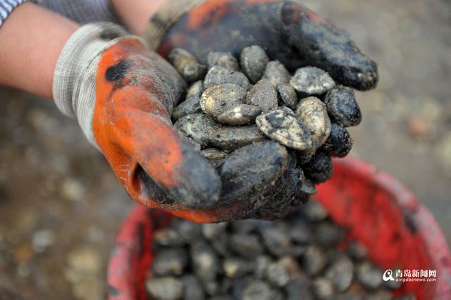 五一假期去挖蛤蜊喽 今年的红岛蛤蜊个大味美