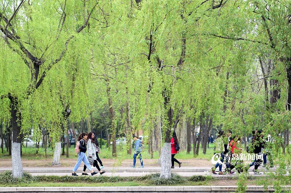 高清：农业大学牡丹花绽放 绿柳垂岸春意盎然