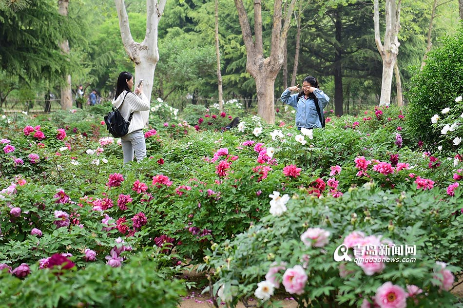 高清：农业大学牡丹花绽放 绿柳垂岸春意盎然