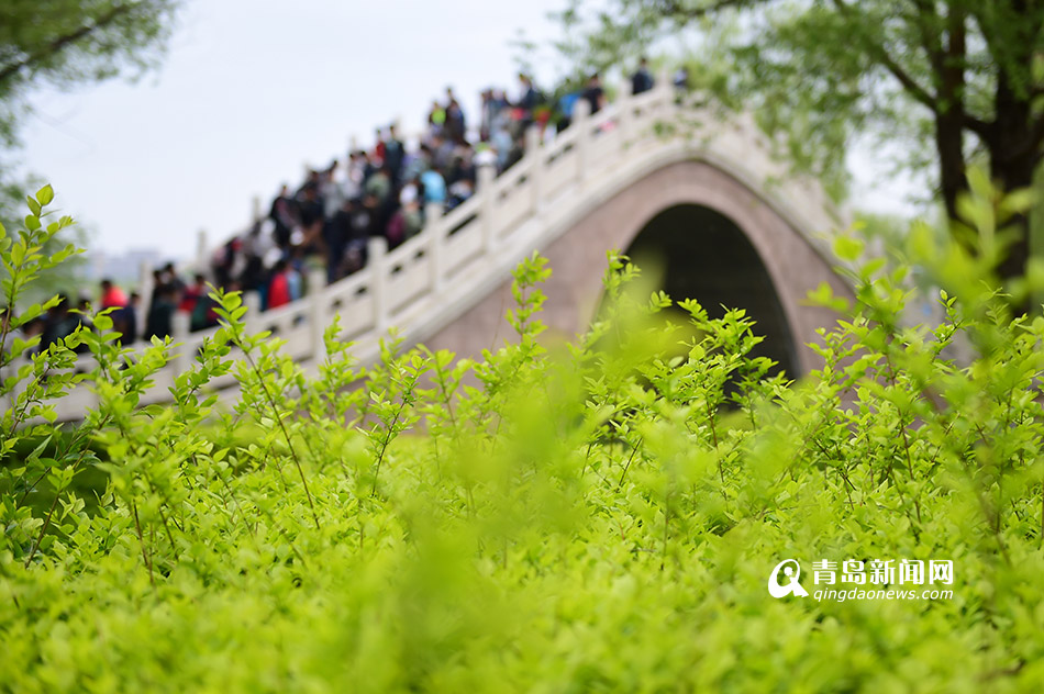 高清：农业大学牡丹花绽放 绿柳垂岸春意盎然