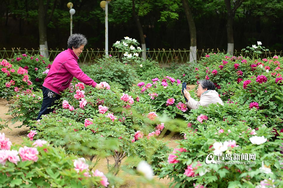 高清：农业大学牡丹花绽放 绿柳垂岸春意盎然