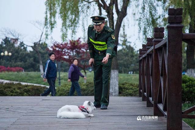 唐岛湾公园惊现小白狐 通体雪白爪子锋利
