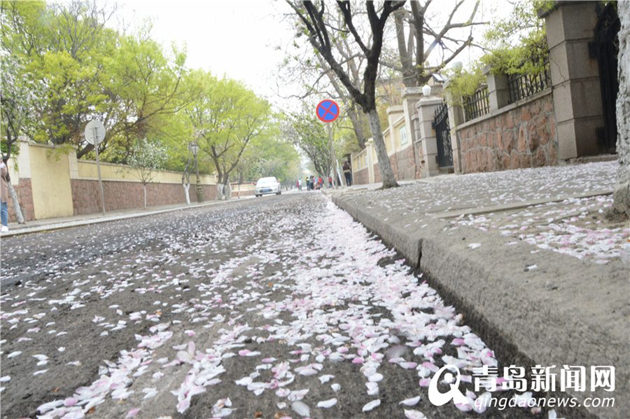 朱棠碧桃艳把关 青岛赏花会走进最美八大关