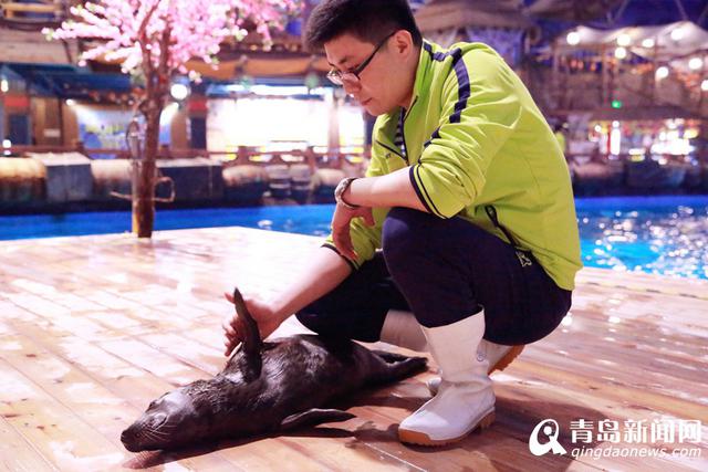 灰海豹小公主安家出生 人工哺育全国首例(图)