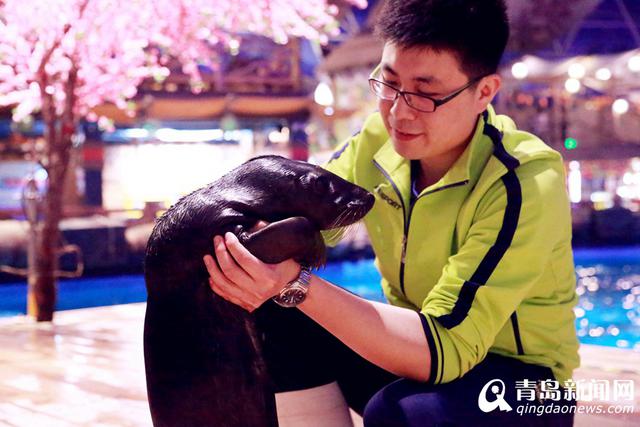 灰海豹小公主安家出生 人工哺育全国首例(图)