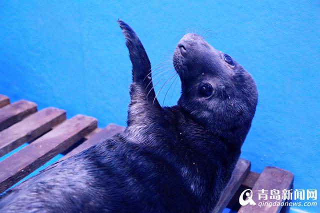 灰海豹小公主安家出生 人工哺育全国首例(图)