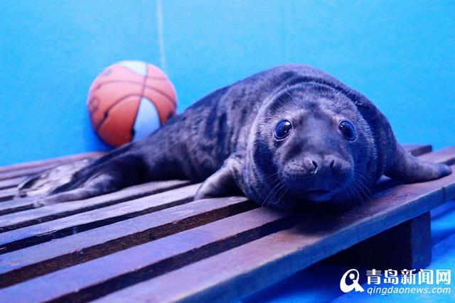 灰海豹小公主安家出生 人工哺育全国首例(图)