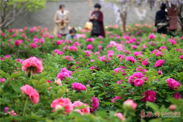 青岛七旬老人建万株牡丹园 盛花期游客爆棚 青岛七旬老人建万株牡丹园 盛花期游客爆棚