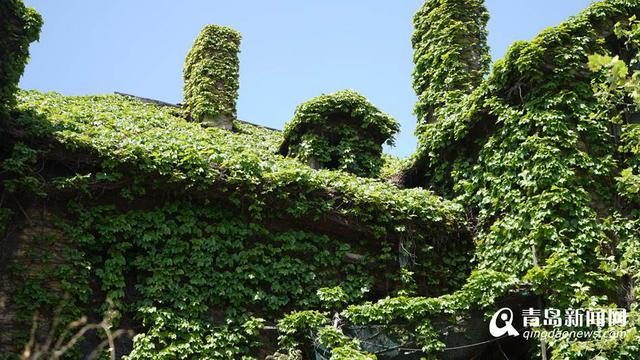 高清：老房子藤萝缠绕似古堡 成老城街头一景