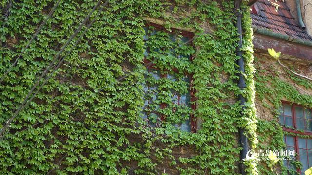 青岛老城区一些老房子的墙上,藤蔓植物也开始冒出新绿,肆意伸展,老