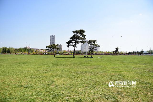 高清:迎接五一假期 汇泉广场大草坪"理发" - 青岛新闻网