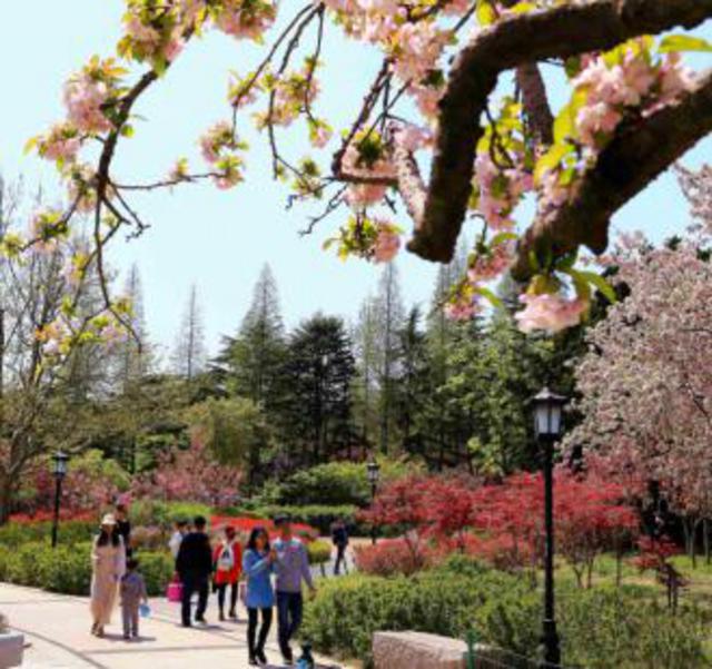 青岛五一赏花指南 繁花遍地你爱哪一款