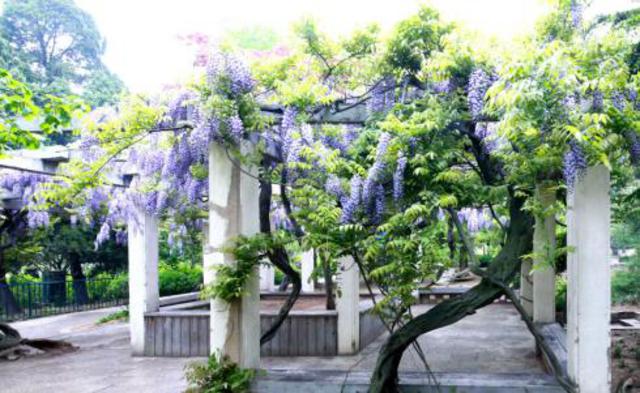 青岛五一赏花指南 繁花遍地你爱哪一款
