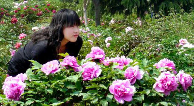 青岛五一赏花指南 繁花遍地你爱哪一款