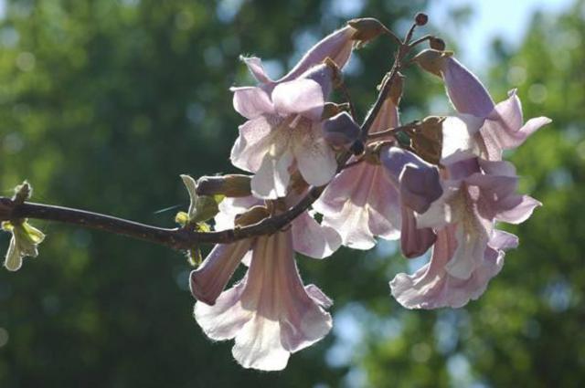 青岛五一赏花指南 繁花遍地你爱哪一款