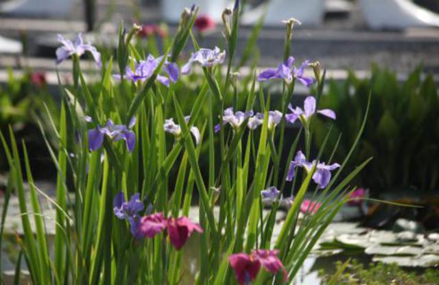 青岛五一赏花指南 繁花遍地你爱哪一款
