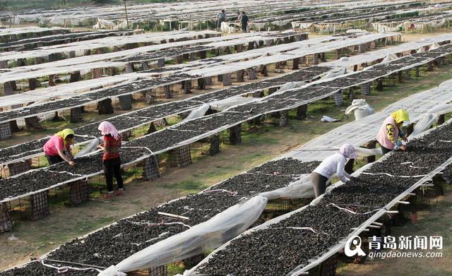 【西海岸特色小镇】大村镇:一年蘑菇能卖5个亿