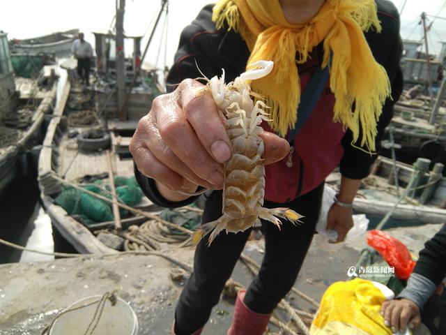高清：休渔前最后一波皮皮虾上岸 遭游客疯抢