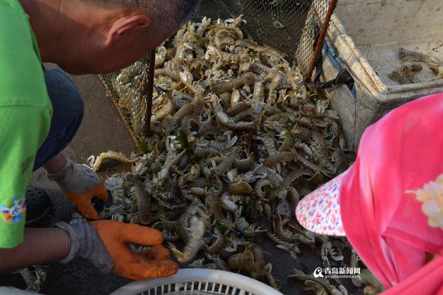 高清：休渔前最后一波皮皮虾上岸 遭游客疯抢