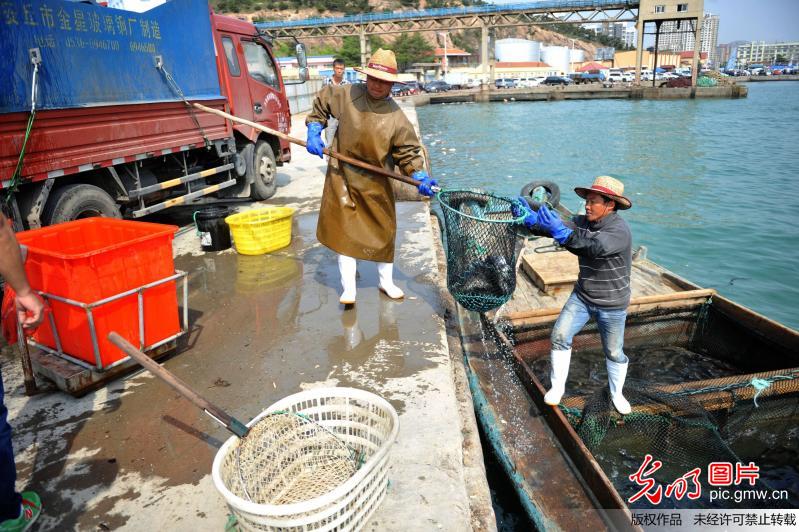 黄渤海史上最早最长伏季休渔期开始