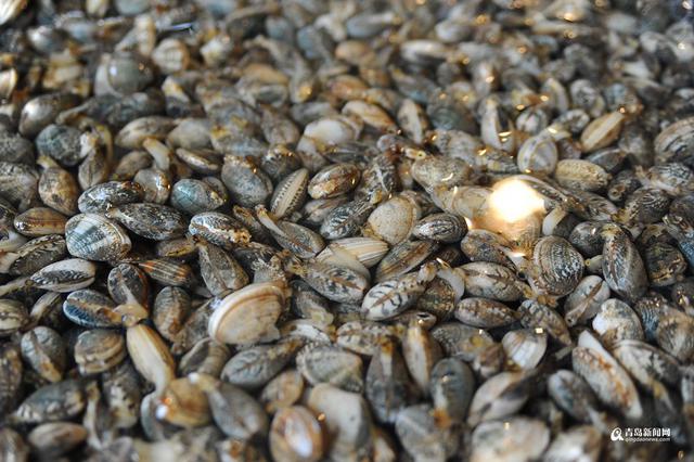 高清：休渔期贝类海鲜唱主角 哪一种是你最爱