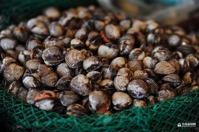 高清：休渔期贝类海鲜唱主角 哪一种是你最爱