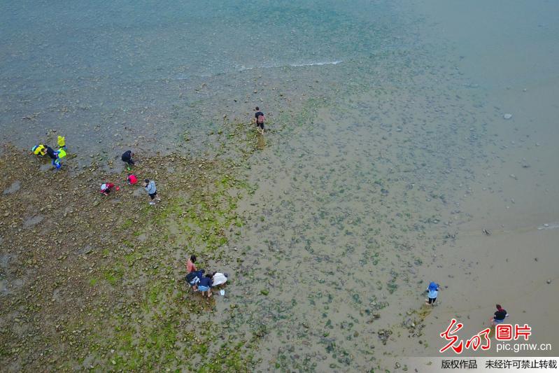 组图：挖蛤蜊抓螃蟹 航拍青岛前海赶海盛景