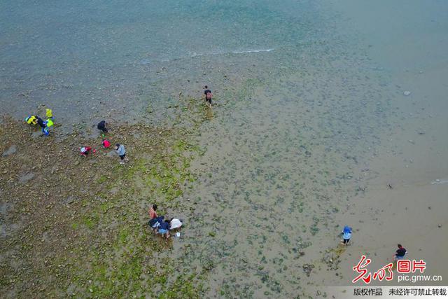 组图：挖蛤蜊抓螃蟹 航拍青岛前海赶海盛景
