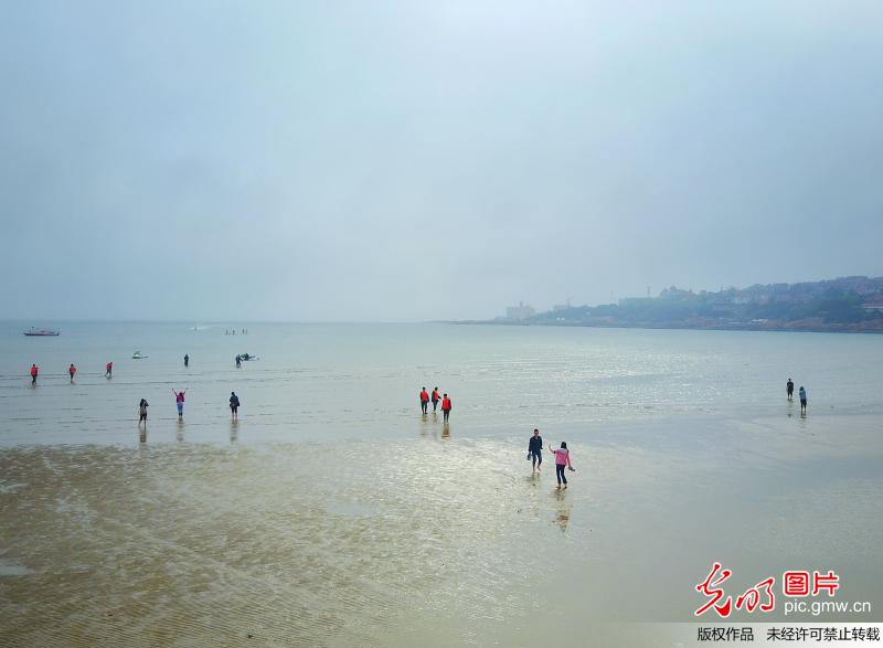 组图：挖蛤蜊抓螃蟹 航拍青岛前海赶海盛景