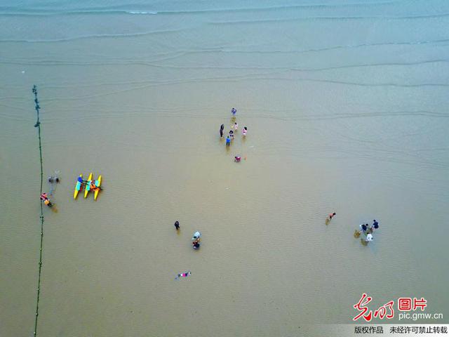 组图：挖蛤蜊抓螃蟹 航拍青岛前海赶海盛景